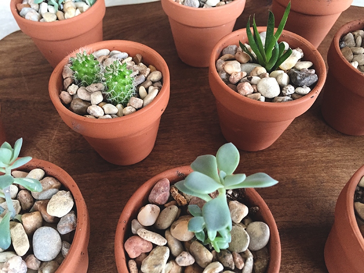 Succulent Favors-One Little Minute Blog 10