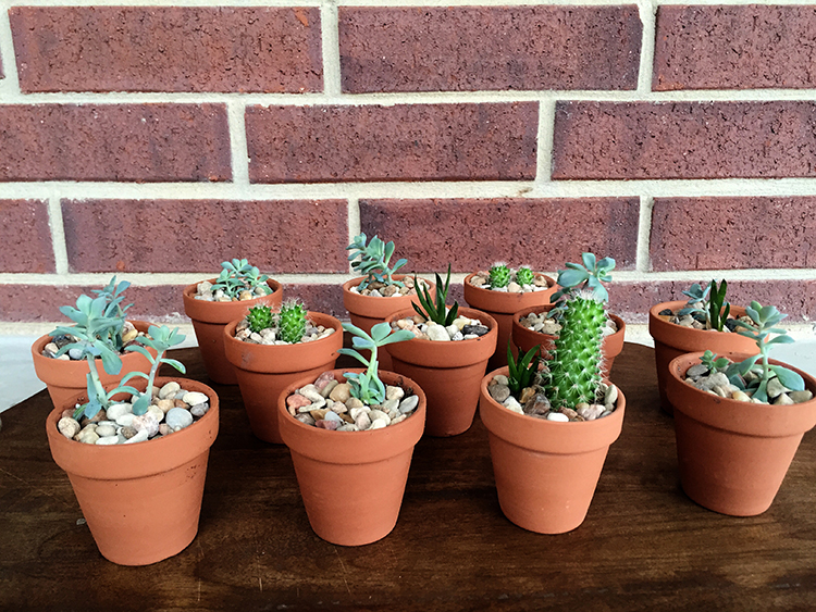 Succulent Favors-One Little Minute Blog 11