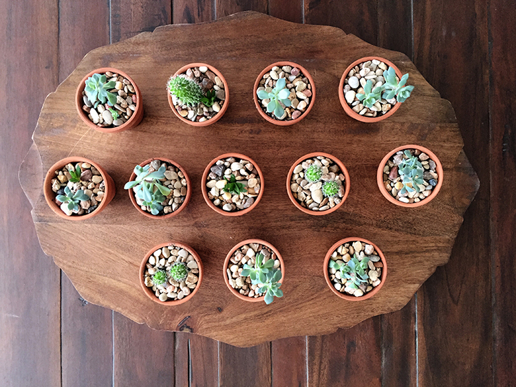 Succulent Favors-One Little Minute Blog 12