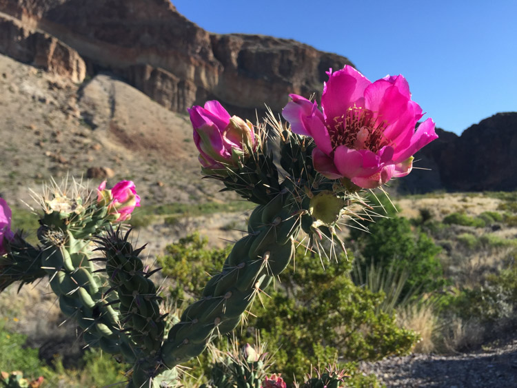 Big Bend-One Little Minute Blog-11