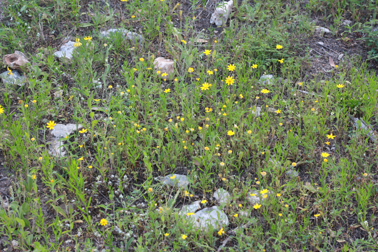 Foraged Flower Arrangement- Texas Wildflowers- One Little Minute Blog