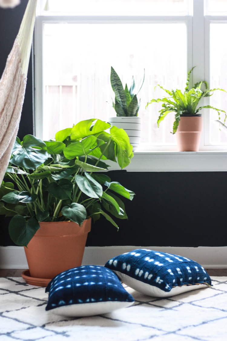 Houseplants 101 - One Little Minute Blog-1