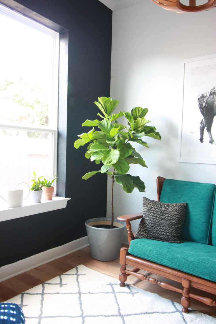 Houseplants 101 - One Little Minute Blog-4