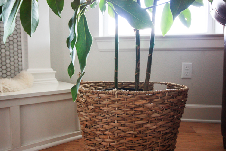 Houseplants 101 - One Little Minute Blog-5