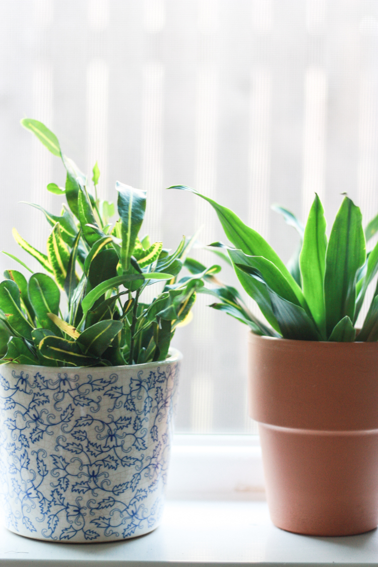 Houseplants 101 - One Little Minute Blog-6