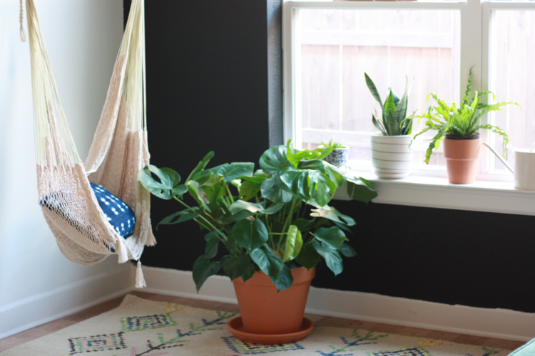 Houseplants 101 - One Little Minute Blog-7